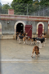 a pack of hunting dogs (cross of English Fox hound and French Poitevins) in a compound, resident at...