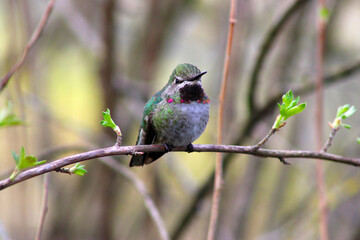 Red-Capped Hummer on Lilac 14