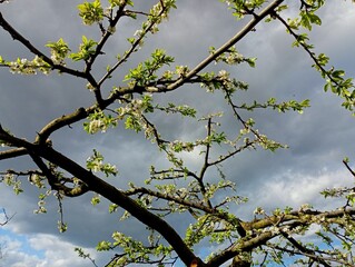 Texture of a young plum branch in spring with small green leaves and white flowers. Spring texture with trees and plants on the sky background. A fruit tree has blossomed.
