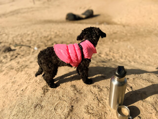 Cute black puppy standing on sand dune in spring. Hiking moments. Thermos with coffee on sand beach. Walking with poodle dog. Travel with dog. Soft focus. film grain pixel texture. Defocused.