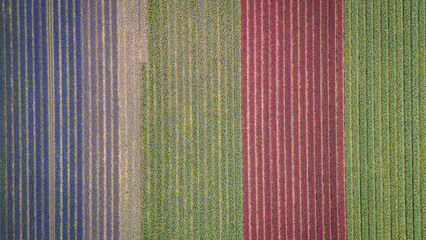 Tulip agricultural fields aerial view from drone. beginning of season as pretty colour flowers bloom planted in rows in Dutch fields. traditional icon of Holland Netherlands popular with tourists  - 775336538
