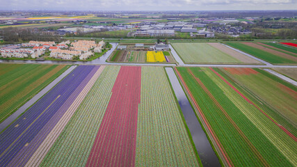 Tulip agricultural fields aerial view from drone. beginning of season as pretty colour flowers bloom planted in rows in Dutch fields. traditional icon of Holland Netherlands popular with tourists  - 775336540