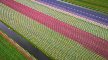 Tulip agricultural fields aerial view from drone. beginning of season as pretty colour flowers bloom planted in rows in Dutch fields. traditional icon of Holland Netherlands popular with tourists  - 775336556
