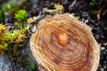 Apple Tree Ring Abstract 06
