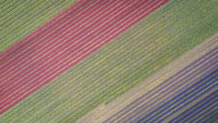 Tulip agricultural fields aerial view from drone. beginning of season as pretty colour flowers bloom planted in rows in Dutch fields. traditional icon of Holland Netherlands popular with tourists  - 775336574