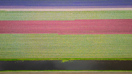 Tulip agricultural fields aerial view from drone. beginning of season as pretty colour flowers bloom planted in rows in Dutch fields. traditional icon of Holland Netherlands popular with tourists  - 775336583