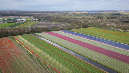 Tulip agricultural fields aerial view from drone. beginning of season as pretty colour flowers bloom planted in rows in Dutch fields. traditional icon of Holland Netherlands popular with tourists  - 775336599