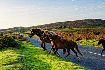 Dartmoor ponies cross moorland road at Sherberton Common below Mel Tor near Dartmeet, Dartmoor...