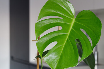 Green leaf of Monstera among the interior