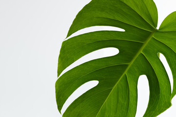 Green leaf of Monstera on a white background.