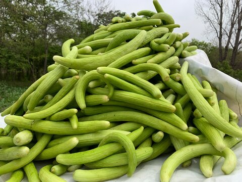Fresh long green organic Armenian cucumbers are sold at local market stalls in hot weather, the name of the cucumber in the local Pakistani language is (kakri)