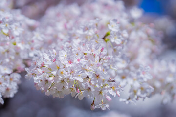 Blooming branch with white flowers of cherry blossom tree on spring blue sky background. Spring banner. Design for Easter day. Beauty spring sunny day.