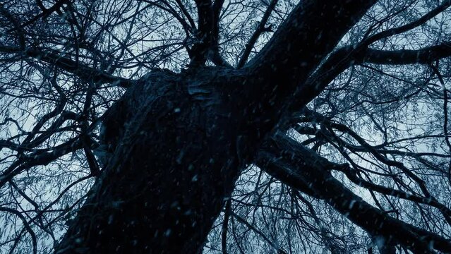 Snow Falls On Large Old Tree In Winter Forest
