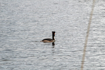 Great Grebe duck on a spring day