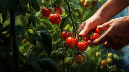 A man collects ripe tomatoes from the vine, close-up of his hands.