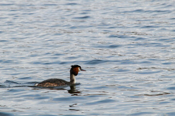 Grebe duck cleans feathers