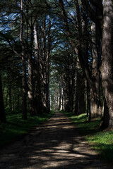 sunlight peeks through a tree lined boulevard tunnel