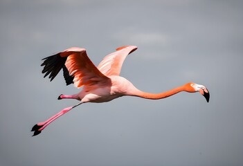A close up of a Pink Flamingo