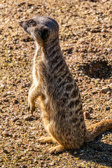 The meerkat (Suricata suricatta) or suricate, small mongoose found in southern Africa in Amsterdam...