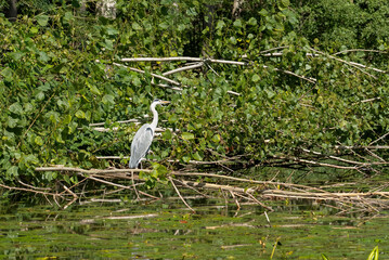 a heron (ardeidae) hunting on a river bank