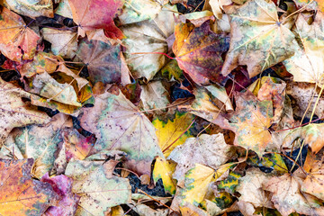 pattern of autumn foliage leaves at the ground in the forest