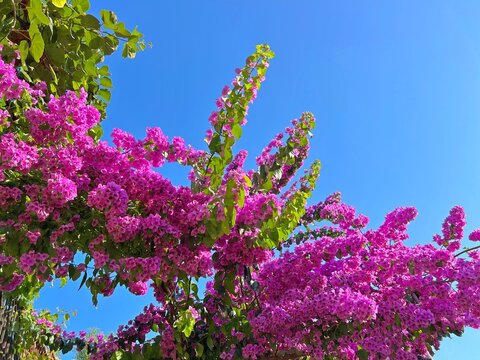 Bougainvillea pink beautiful blossom against blue sky.