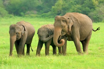Elephants National Park Sri Lanka 1