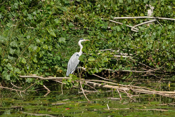 a heron (ardeidae) hunting on a river bank