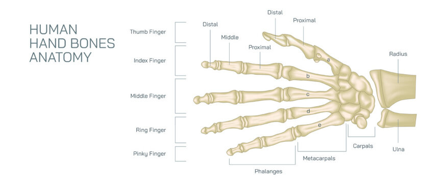 The human hand skeleton comprises multiple bones that provide structure and support to the hand. human hand bones vector illustration.