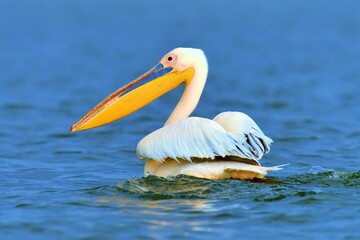 Fototapeta na wymiar Great White Pelican Flying Lake Savannah 1