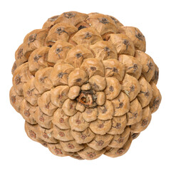 Brown dry pine cone on isolated background