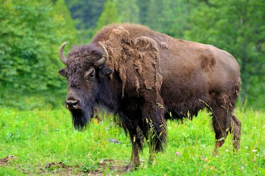 Large Male Bison Forest 1