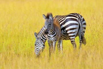 Zebra Grassland Africa National Park Kenya 2 1