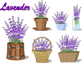 A set of different containers with lavender.Vector collection with blooming lavender in different containers and pots.