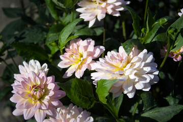 White dahlia flowers close up