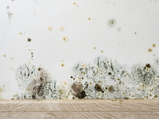 Mould and fungus growth on white wall - obrazy, fototapety, plakaty