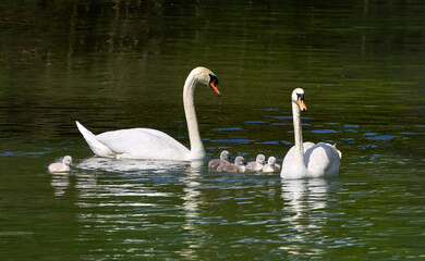 Schwanenfamilie - Höckerschwan (Cygnus olor) Paar mit fünf Jungen schwimmt auf dem Wasser des Neckar in Deutschland