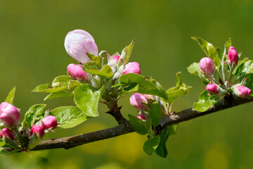 Rosa Knospen mit grünen Blättern am Zweig eines Apfelbaums im Frühling - Nahaufnahme