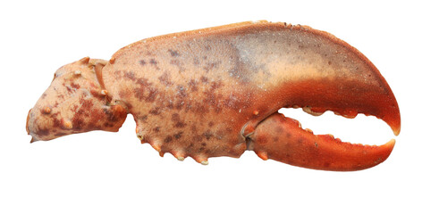 Lobster claw isolated on a white background 
