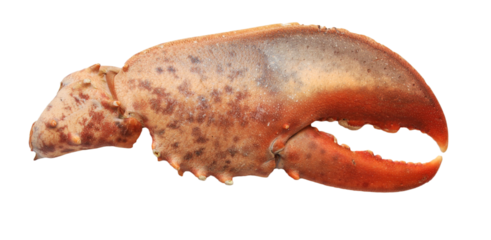 Lobster claw isolated on a white background 
