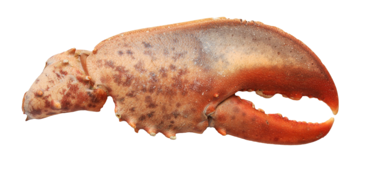Lobster claw isolated on a white background 