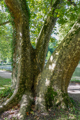 close-up of a large mottle bark Plane tree (Platanus x acerifolia) in France