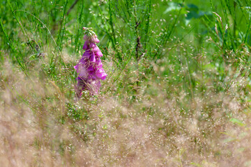 Fleur digitale rose au milieu d'un champ d'herbes folles