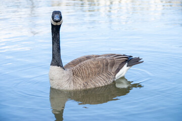 Canadian geese, Branta canadensis on the lake.