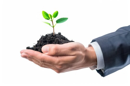 New business idea concept with small green seedling in business man hands Isolated on white background