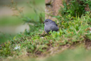 Plumbeous Sierra Finch, Quebrada del Condorito  National Park,Cordoba province, Argentina