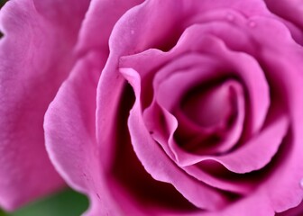 pink rose close up