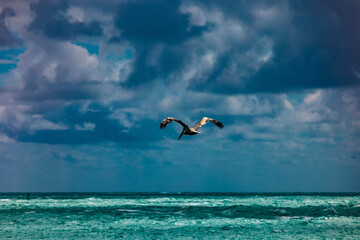 Birds in the ocean near rocks and waves