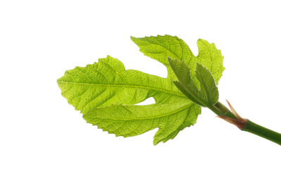Young fig tree branch in sping, green leaves isolated on white, clipping