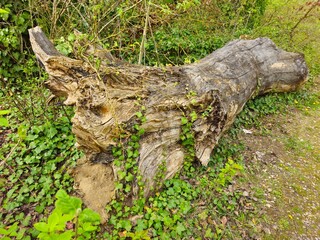 stump in the forest